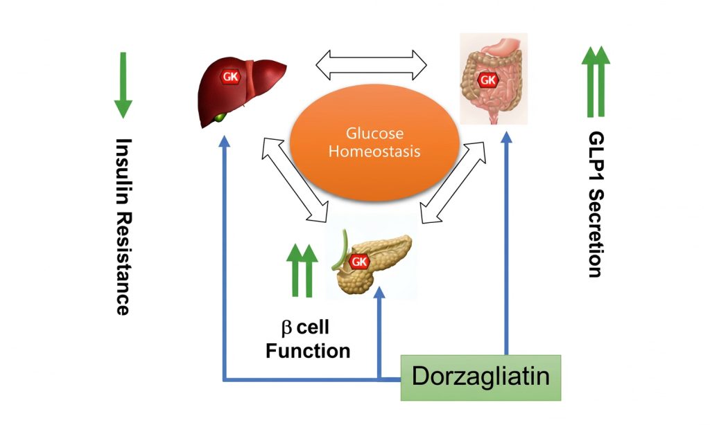 Dorzagliatin and restoration of beta-cell function: confirmed data and future studies in type 1 diabetes